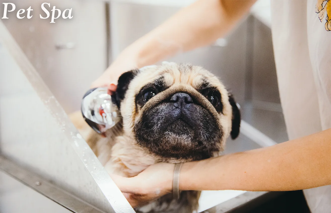 Somi Walk Residences